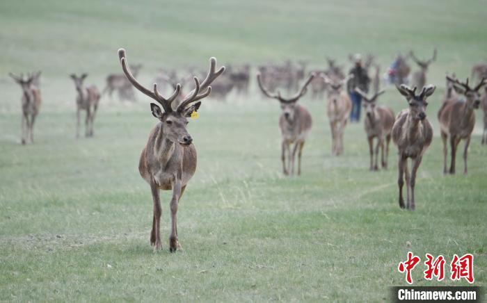 2022年夏日時節(jié)，甘肅張掖市肅南縣祁連山下的馬鹿養(yǎng)殖基地。(資料圖) 楊艷敏 攝