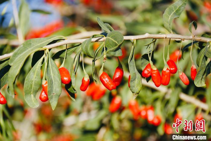 圖為柴達(dá)木盆地有機(jī)枸杞?！O睿 攝