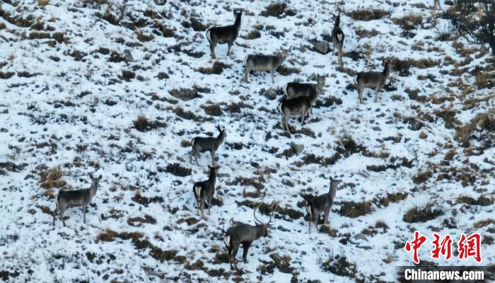 圖為巖羊和馬鹿集體覓食?！《继m縣融媒體中心 供圖