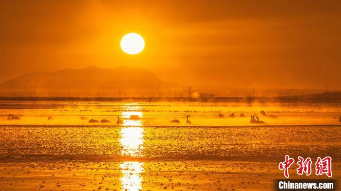 圖為天鵝群在湖中休憩。　何啟金 攝