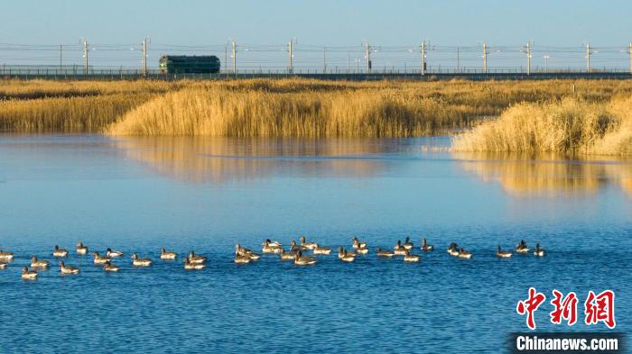 圖為多種野生鳥類在湖中游蕩?！『螁⒔?攝
