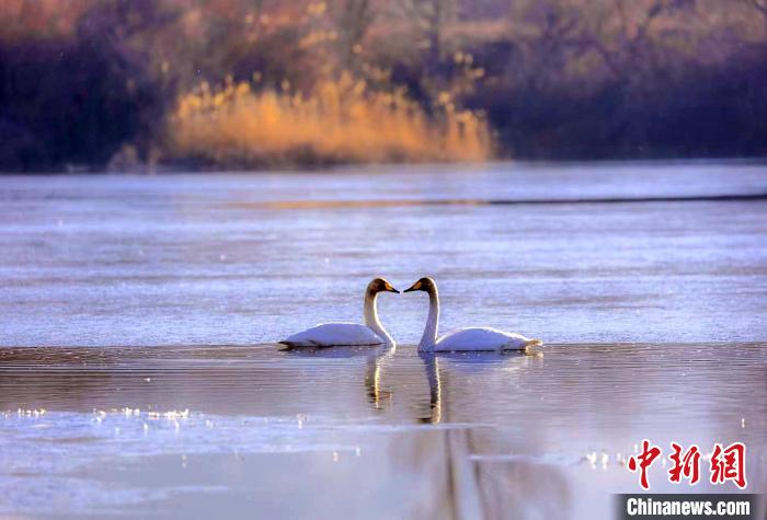 圖為天鵝在湖面嬉戲。　筱筱君 攝
