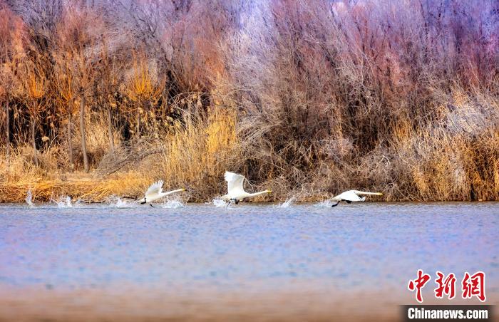 圖為起舞的天鵝與碧波蕩漾的湖面相映成趣?！『?jiǎn)約 攝