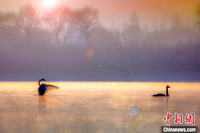 圖為天鵝在湖面嬉戲?！◇泱憔?攝