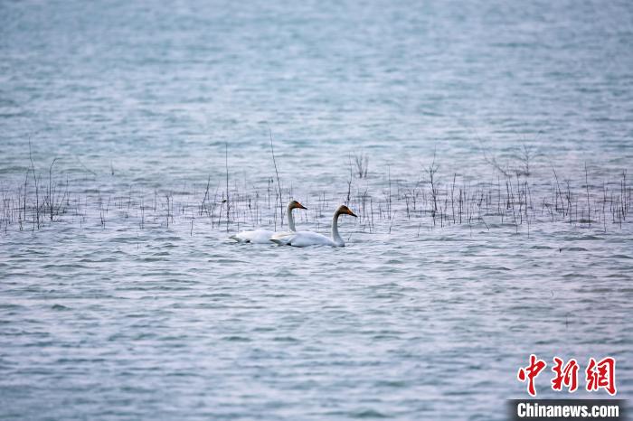 圖為天鵝在湖面嬉戲。　筱筱君 攝