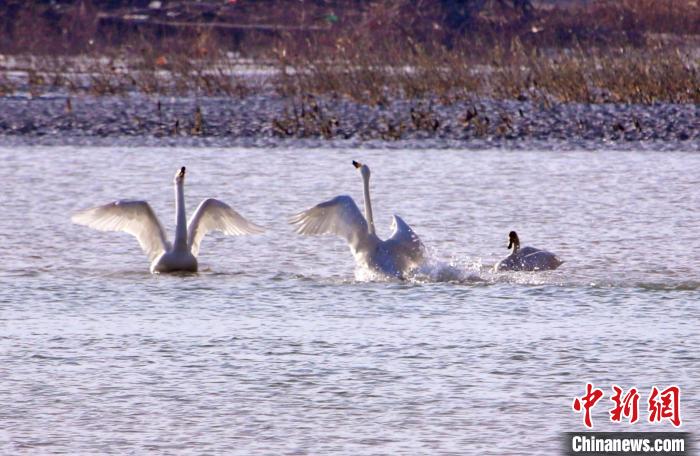 圖為黃河岸畔貴德縣迎來(lái)天鵝“做客”?！◇泱憔?攝