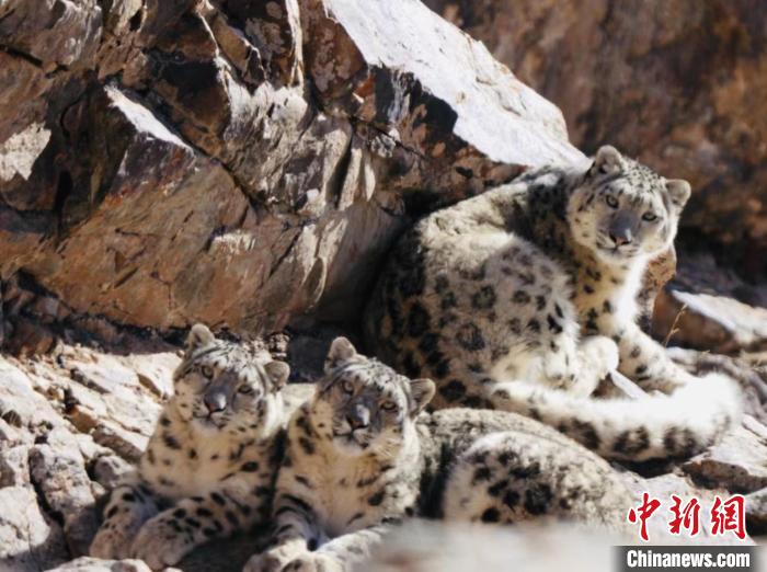 青海都蘭：雪豹、兔猻等多種珍稀野生動物亮相