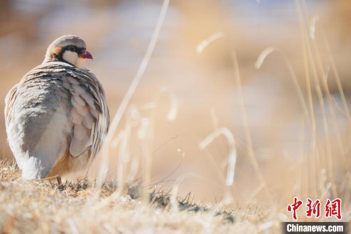 圖為都蘭縣境內的鳥類。　拉毛杰 攝