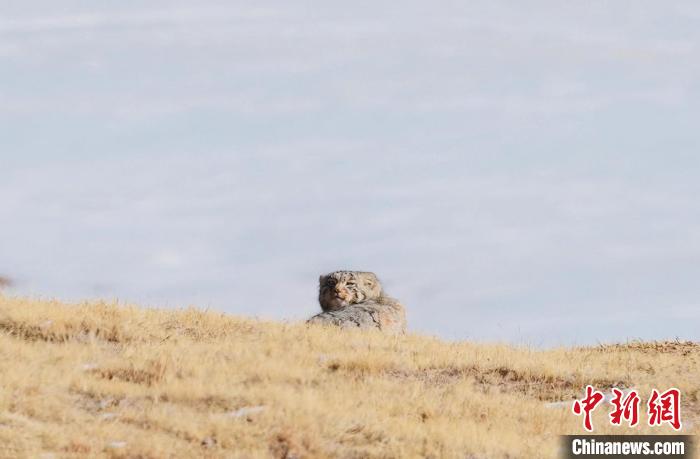 圖為回頭張望的兔猻。　拉毛杰 攝