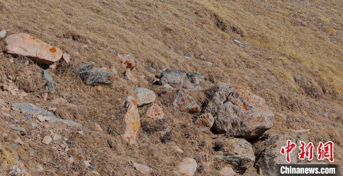 圖為兔猻?！±?攝