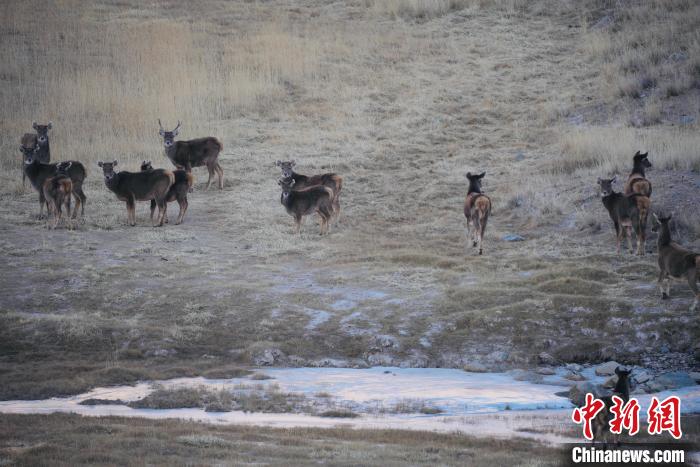圖為都蘭縣境內的野生動物?！±?攝