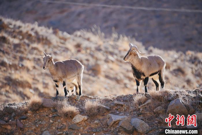 圖為都蘭縣境內的野生動物?！±?攝