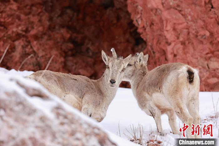 圖為在雪中悠然自得的巖羊。　白日丁布江才 攝