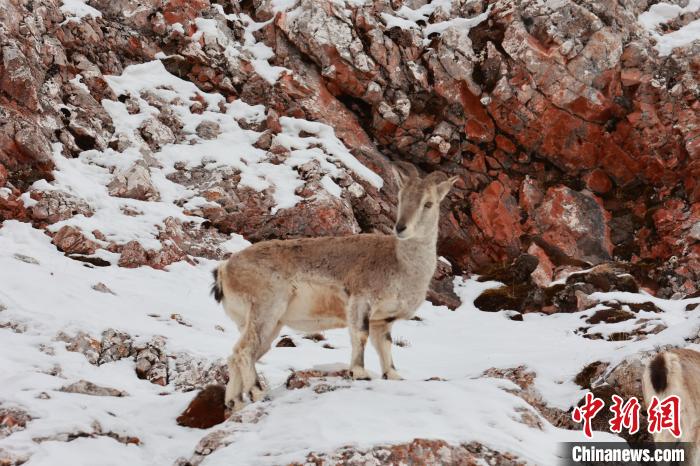 圖為在雪中悠然自得的巖羊?！“兹斩〔冀?攝
