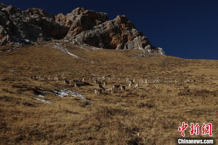 圖為巖羊群?！“兹斩〔冀?攝