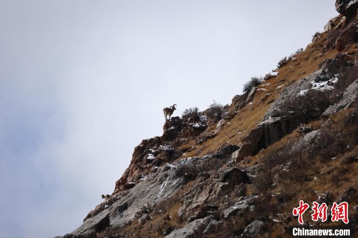圖為在山崖上站立的巖羊?！“兹斩〔冀?攝