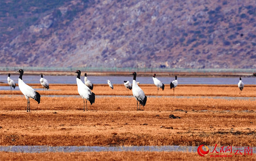 香格里拉納帕海濕地的黑頸鶴。李曉東攝