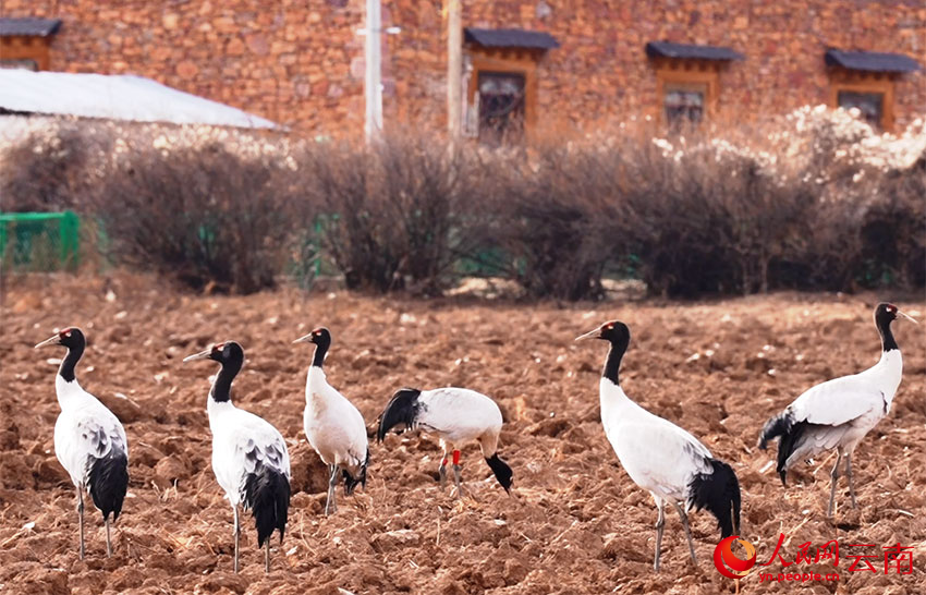 香格里拉納帕海濕地的黑頸鶴。和志榮攝