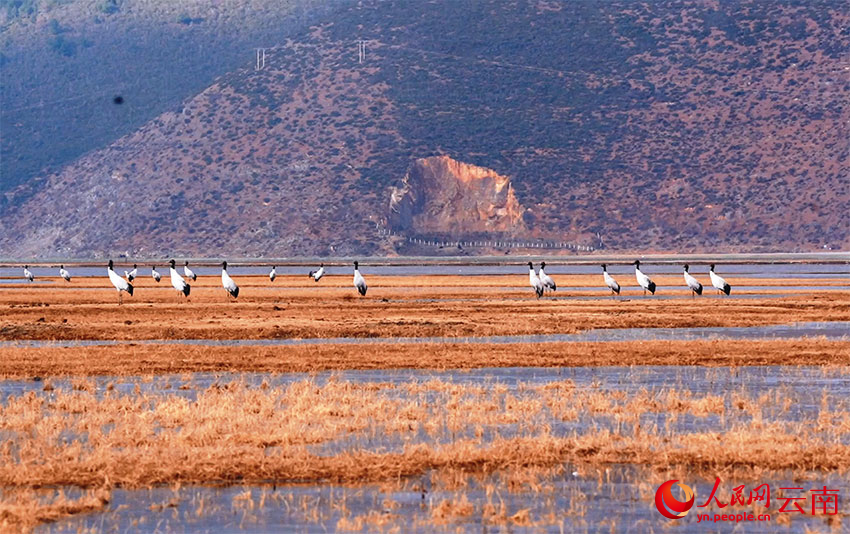 香格里拉納帕海濕地的黑頸鶴。和志榮攝