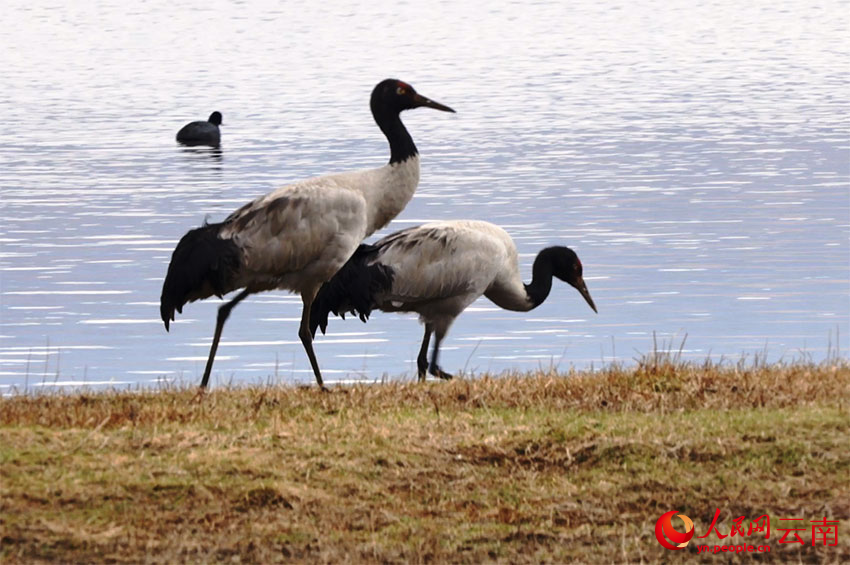 香格里拉納帕海濕地的黑頸鶴。李競?cè)魯z