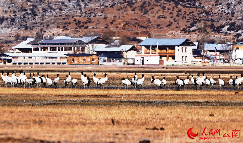 香格里拉納帕海濕地的黑頸鶴。李曉東攝