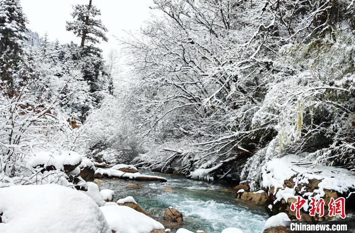 大熊貓國(guó)家公園王朗片區(qū)春雪如畫，宛若仙境?！×_春平 攝
