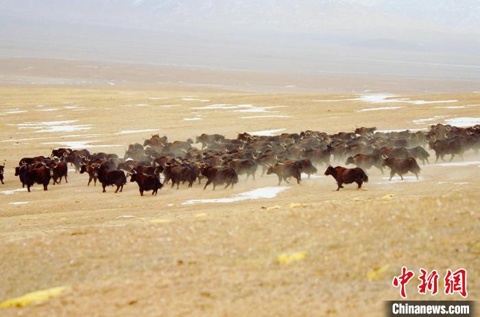 圖為青海省治多縣索加鄉(xiāng)的牛群。(資料圖) 治多縣委宣傳部 供圖