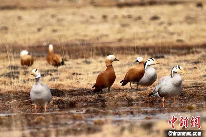 圖為斑頭雁和赤麻鴨?！“?攝