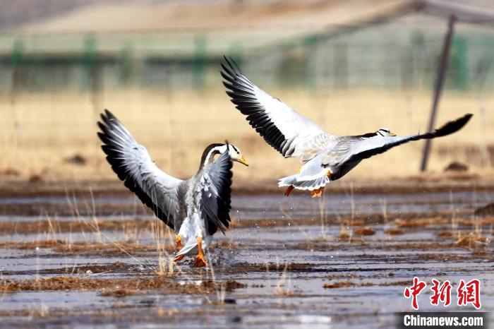 圖為斑頭雁嬉戲飛翔?！“?攝