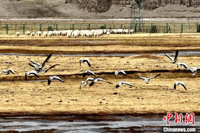 圖為斑頭雁在羊群邊飛翔?！“?攝