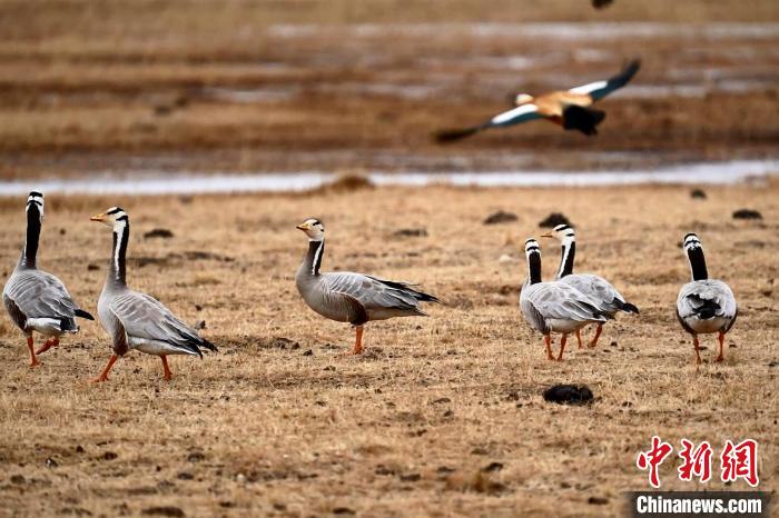 圖為成群的斑頭雁?！“?攝
