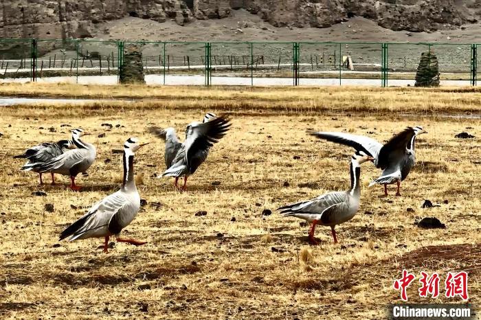 圖為斑頭雁?！“?攝