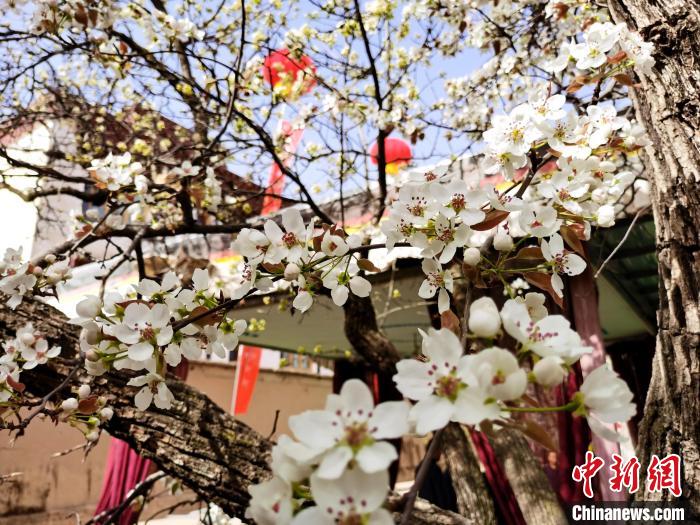 青海尖扎噶達(dá)莊園：百年“后花園”梨花盛開，舉目皆春色