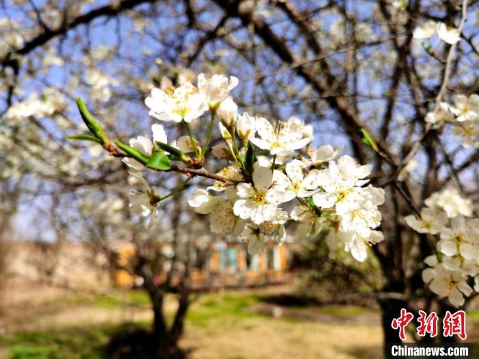 圖為梨花?！?zhí)砀?攝