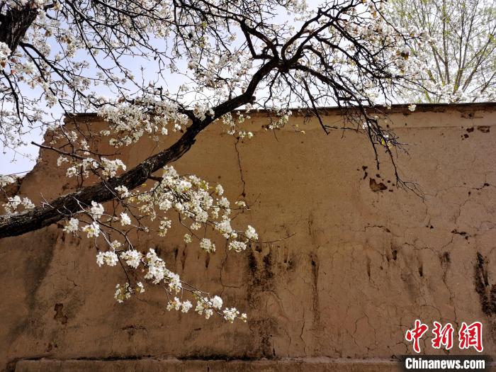 圖為一面土墻旁邊的梨花?！?zhí)砀?攝