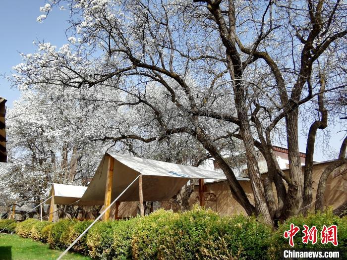 圖為尖扎噶達(dá)莊園內(nèi)的梨花?！?zhí)砀?攝