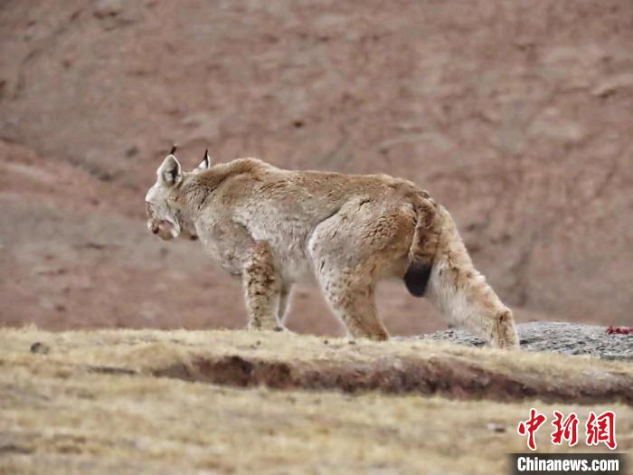 圖為三江源國家公園長江源園區(qū)內(nèi)的野生猞猁?！「窦?攝