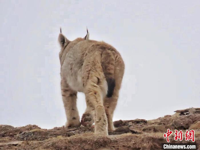 圖為三江源國家公園長江源園區(qū)內(nèi)的野生猞猁?！「窦?攝
