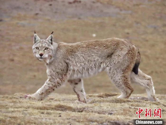 圖為三江源國家公園長江源園區(qū)內(nèi)的野生猞猁?！「窦?攝