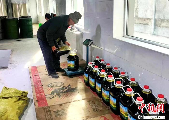 圖為高原油菜籽榨出的菜籽油。　張得存 攝