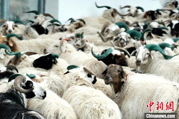 圖為被評為國家農產品地理標志保護產品的剛察藏羊進場入圈?！〔讨绢?攝