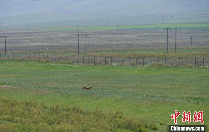 圖為一只普氏原羚在草場(chǎng)上奔跑?！●R銘言 攝