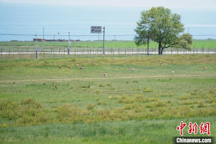 圖為成群普氏原羚在草場(chǎng)上愜意覓食，悠閑自在?！●R銘言 攝