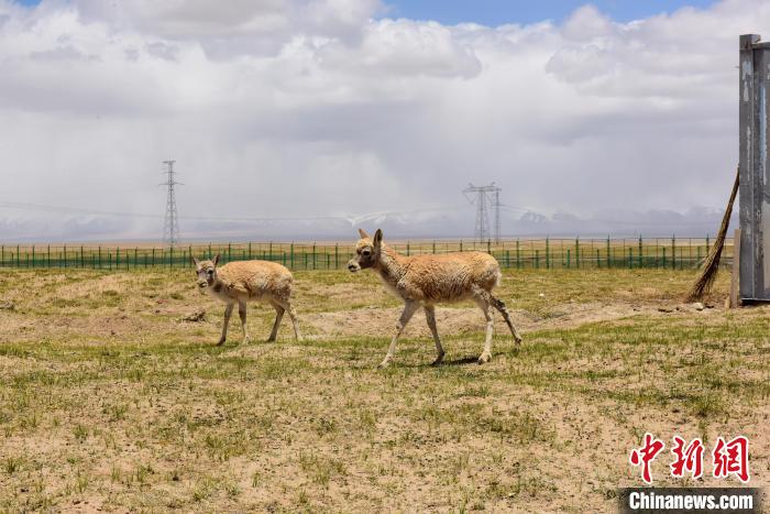 圖為可可西里國家級自然保護區(qū)內(nèi)的藏羚羊?！埢⒖?攝