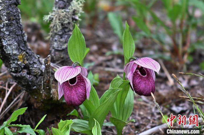 黃龍景區(qū)高山蘭花盛開。　安源 攝