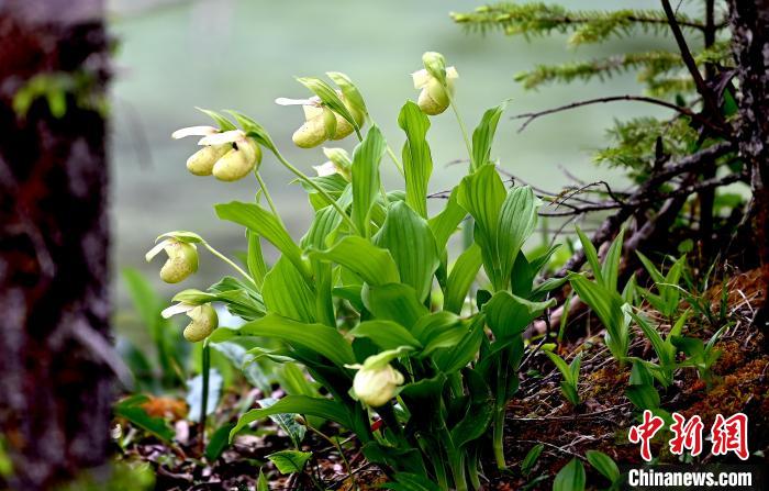 黃龍景區(qū)高山蘭花盛開。　安源 攝
