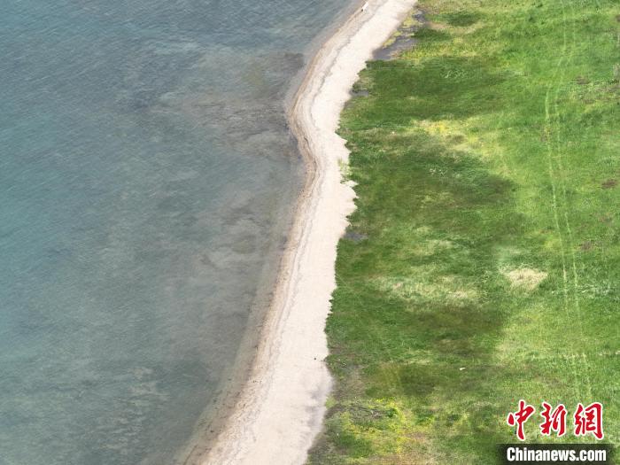 圖為航拍仲夏時節(jié)，青海湖畔綠茵如毯。　祁增蓓 攝