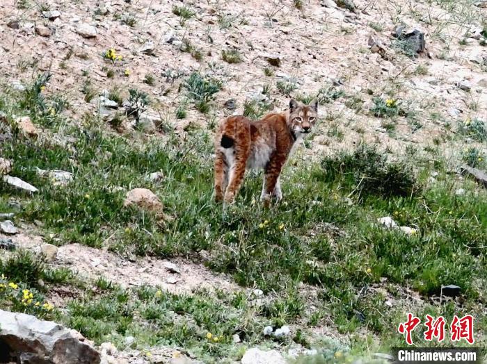 圖為猞猁回眸。　向文軍 攝