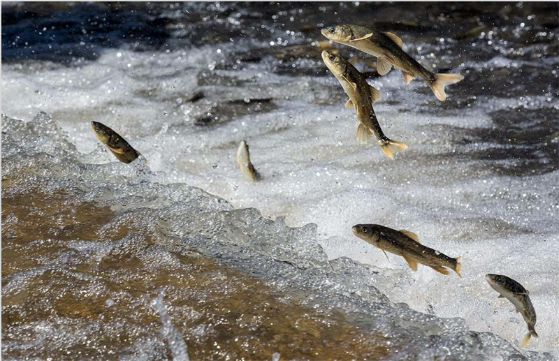 湟魚洄游。才旦桑吾攝