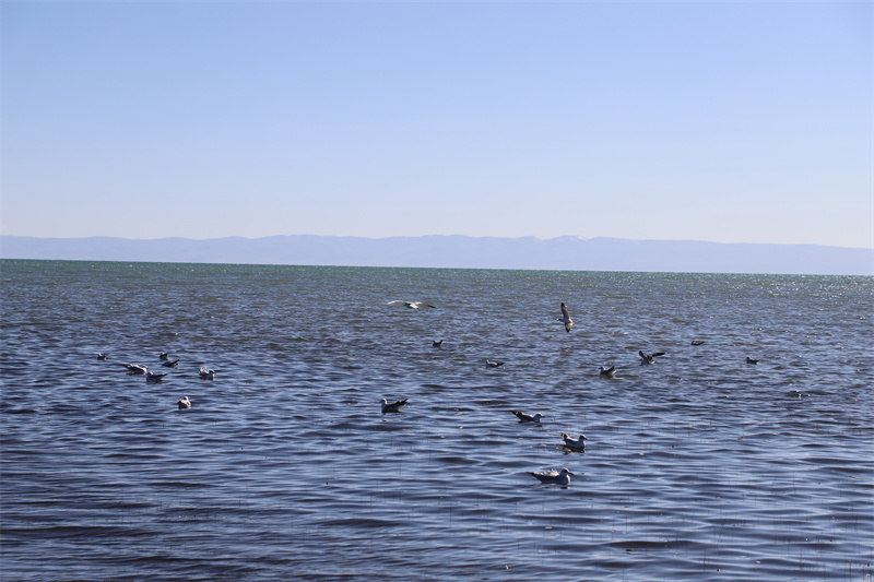 青海湖北岸仙女灣。才旦桑吾攝